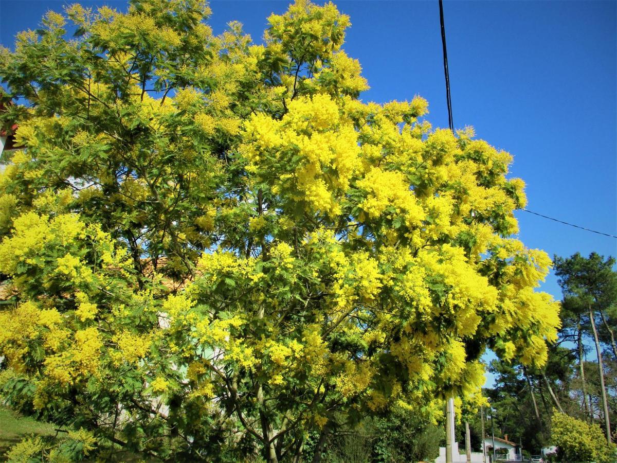 Mer A 200M,,Ds Les Mimosas En Fleur ! รงซี-เลส์-แบ็งส์ ภายนอก รูปภาพ